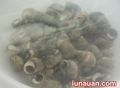 Ảnh minh họa 2 - Cay cay thơm thơm với món ốc xào sả ớt cực ngon miệng !