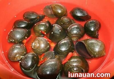 Ảnh minh họa 2 - Hướng dẫn cách làm ốc bươu nhồi thịt ngon tuyệt đổi vị cho ngày cuối tuần !