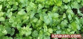 Hướng dẫn cách trồng rau mùi (ngò) tươi xanh trong thùng xốp chuẩn không cần chỉnh!