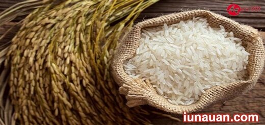 Mẹo bảo quản gạo không bị mối mọt dùng quanh năm mà không lo hỏng !