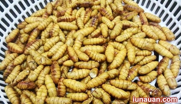 Ảnh minh họa 3 - Cách làm món nhộng tằm rang lá chanh - một phần ký ức tuổi thơ !