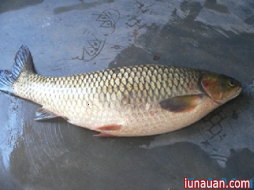 Ảnh minh họa 1 - Hướng dẫn cách nấu lẩu cá ngon cho ngày cuối tuần ấm áp!